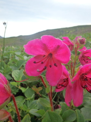 Rhododendron camtschaticum