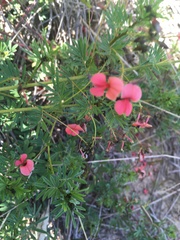 Indigofera verrucosa
