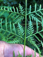 Pteris tremula