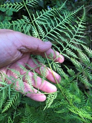 Pteris tremula