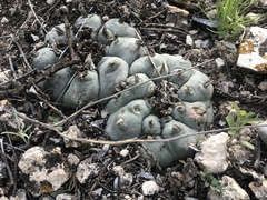 Lophophora williamsii