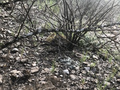 Lophophora williamsii