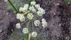 Angelica lineariloba