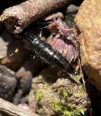 Thyreocephalus