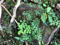 Adiantum aethiopicum