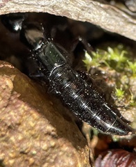 Thyreocephalus