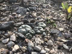 Lophophora williamsii