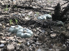 Lophophora williamsii