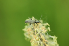 Oedemera virescens