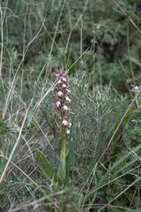 Himantoglossum robertianum