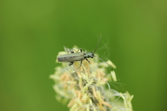 Oedemera virescens