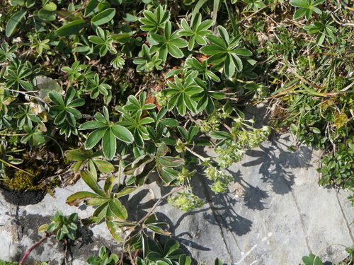 Alchemilla nitida, photograph 1
