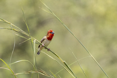 Quelea cardinalis