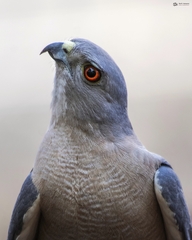 Accipiter badius