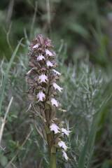 Himantoglossum robertianum