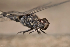 Bradinopyga geminata