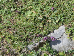 Thymus praecox