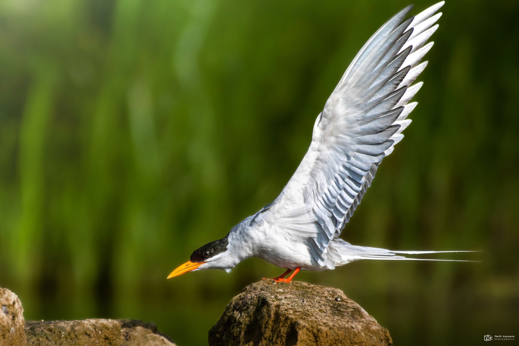 River Tern illustration
