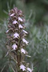 Himantoglossum robertianum