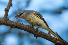 Pericrocotus cinnamomeus