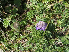 Scabiosa columbaria