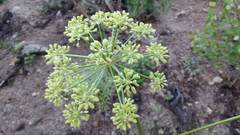 Angelica lineariloba