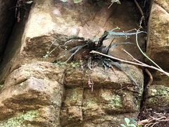 Asplenium attenuatum