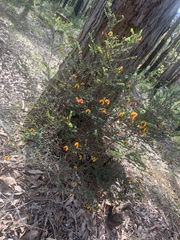 Fabaceae