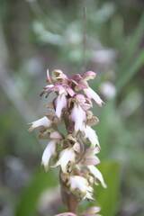 Himantoglossum robertianum