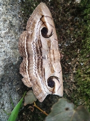 Spirama retorta
