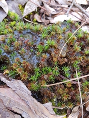 Nostoc commune
