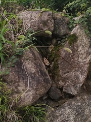 Spirama retorta