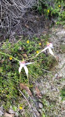 Caladenia