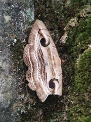 Spirama retorta