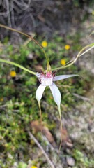Caladenia