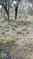 Caladenia
