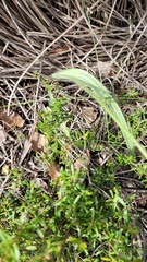 Caladenia
