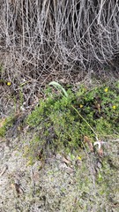 Caladenia