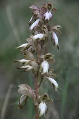 Himantoglossum robertianum