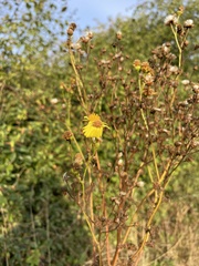 Sonchus arvensis