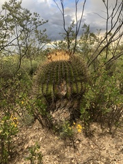 Echinocactus platyacanthus
