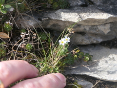 Androsace chamaejasme