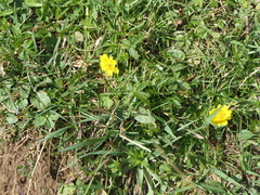 Potentilla reptans