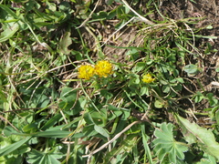 Trifolium badium