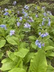 Mertensia virginica