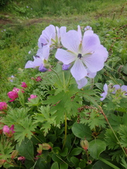 Geranium erianthum