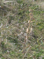 Gentiana lutea