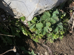 Alchemilla vulgaris