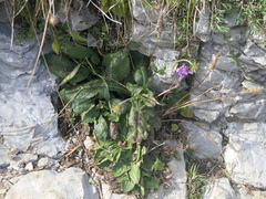 Knautia dipsacifolia