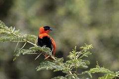 Euplectes franciscanus